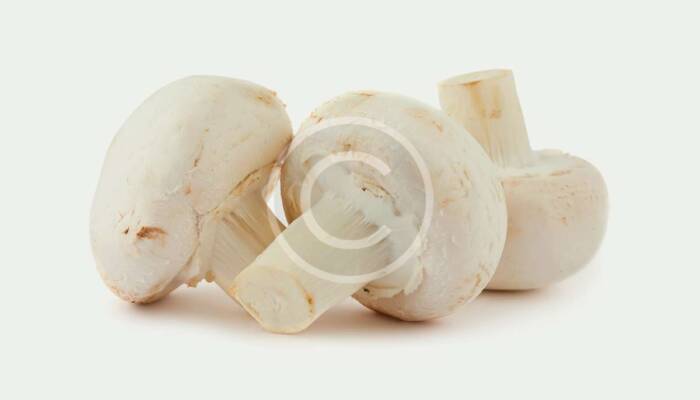 White Champignone