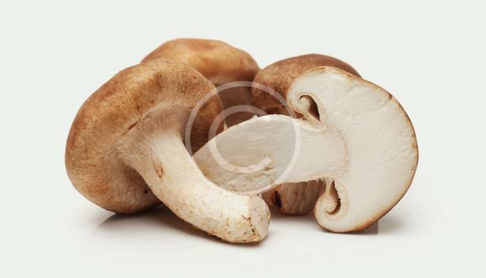 Brown Champignon